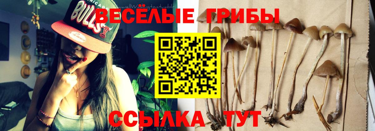 Галлюциногенные грибы Cubensis Губаха